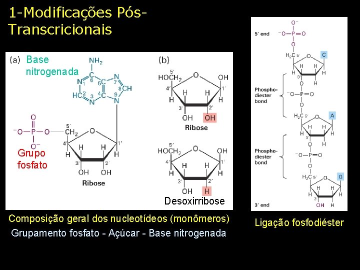 1 -Modificações Pós. Transcricionais Base nitrogenada Grupo fosfato Desoxirribose Composição geral dos nucleotídeos (monômeros)