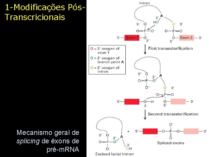 1 -Modificações Pós. Transcricionais Mecanismo geral de splicing de éxons de pré-m. RNA 