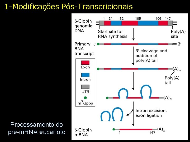 1 -Modificações Pós-Transcricionais Processamento do pré-m. RNA eucarioto 