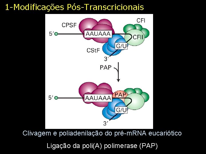 1 -Modificações Pós-Transcricionais Clivagem e poliadenilação do pré-m. RNA eucariótico Ligação da poli(A) polimerase