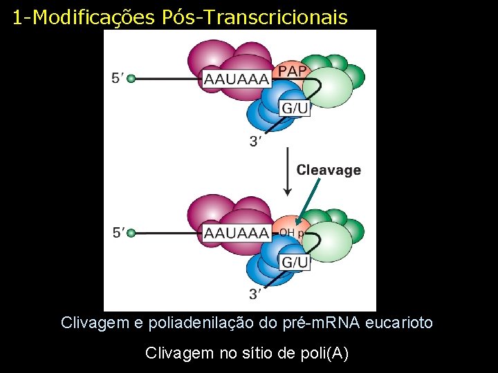 1 -Modificações Pós-Transcricionais Clivagem e poliadenilação do pré-m. RNA eucarioto Clivagem no sítio de