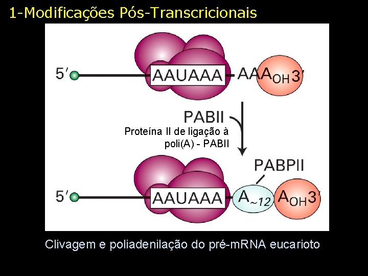 1 -Modificações Pós-Transcricionais Proteína II de ligação à poli(A) - PABII Clivagem e poliadenilação