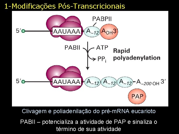 1 -Modificações Pós-Transcricionais Clivagem e poliadenilação do pré-m. RNA eucarioto PABII – potencializa a