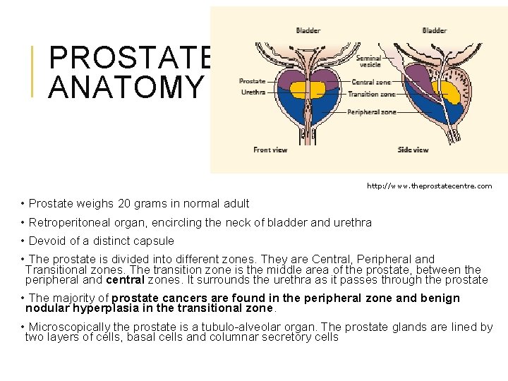 PROSTATE ANATOMY http: //www. theprostatecentre. com • Prostate weighs 20 grams in normal adult