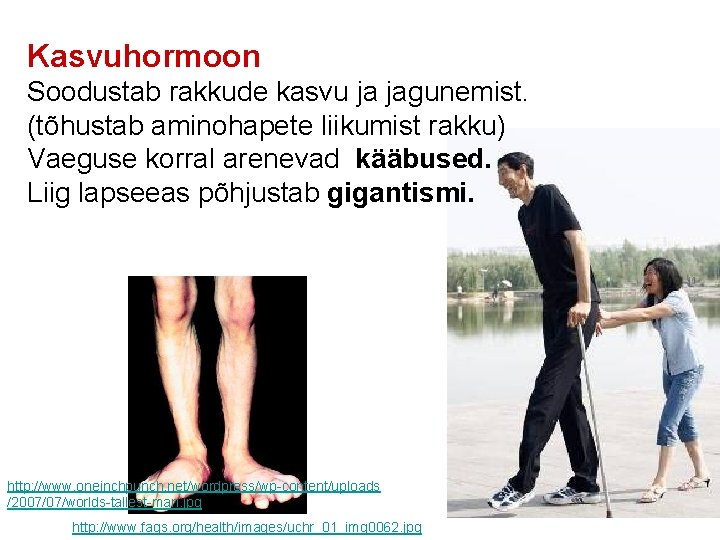 Kasvuhormoon Soodustab rakkude kasvu ja jagunemist. (tõhustab aminohapete liikumist rakku) Vaeguse korral arenevad kääbused.