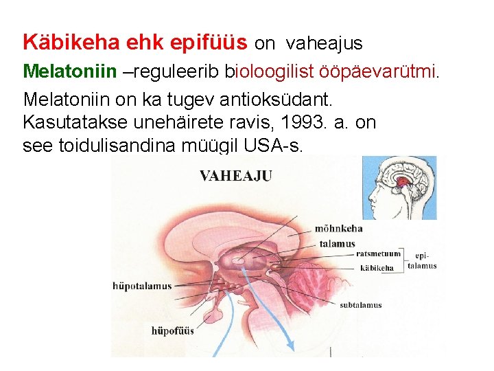 Käbikeha ehk epifüüs on vaheajus Melatoniin –reguleerib bioloogilist ööpäevarütmi. Melatoniin on ka tugev antioksüdant.