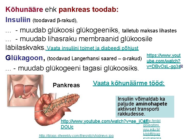 Kõhunääre ehk pankreas toodab: Insuliin (toodavad β-rakud), . . . - muudab glükoosi glükogeeniks,