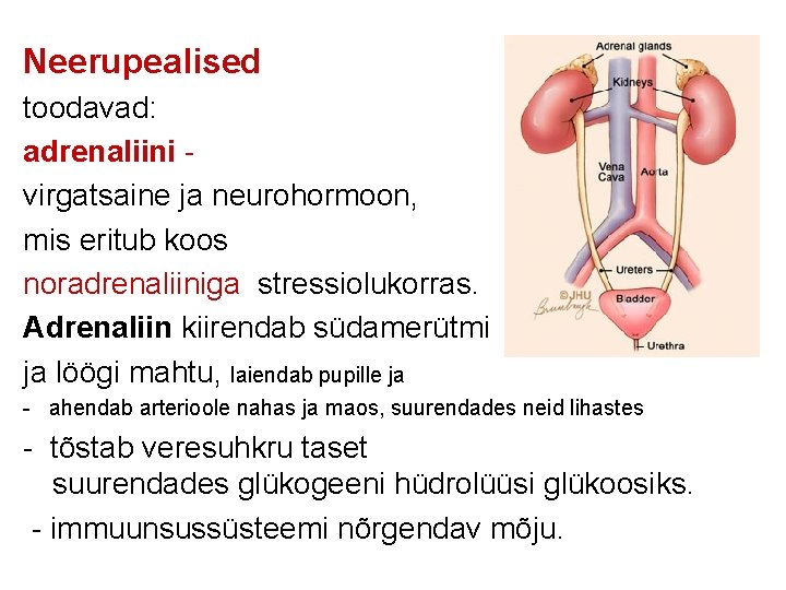 Neerupealised toodavad: adrenaliini virgatsaine ja neurohormoon, mis eritub koos noradrenaliiniga stressiolukorras. Adrenaliin kiirendab südamerütmi