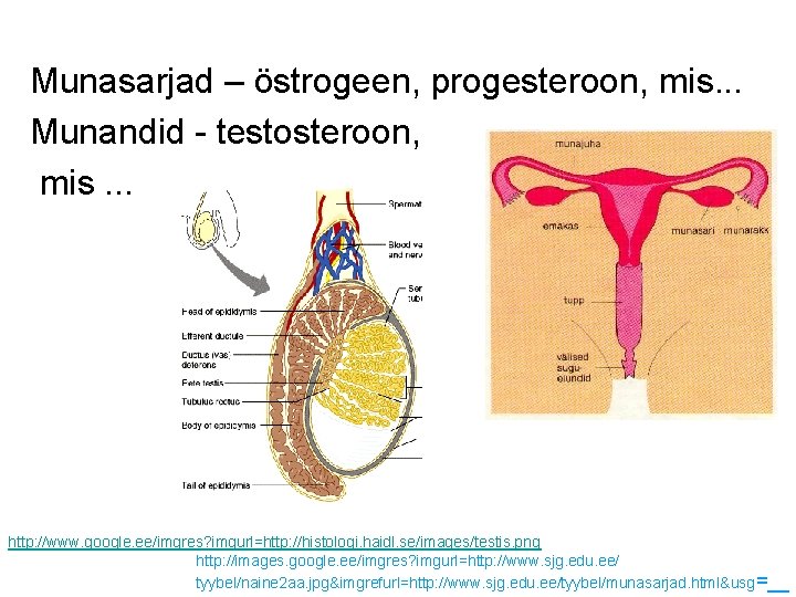 Munasarjad – östrogeen, progesteroon, mis. . . Munandid - testosteroon, mis. . . http: