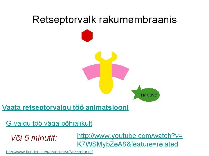 Retseptorvalk rakumembraanis Vaata retseptorvalgu töö animatsiooni G-valgu töö väga põhjalikult Või 5 minutit: http: