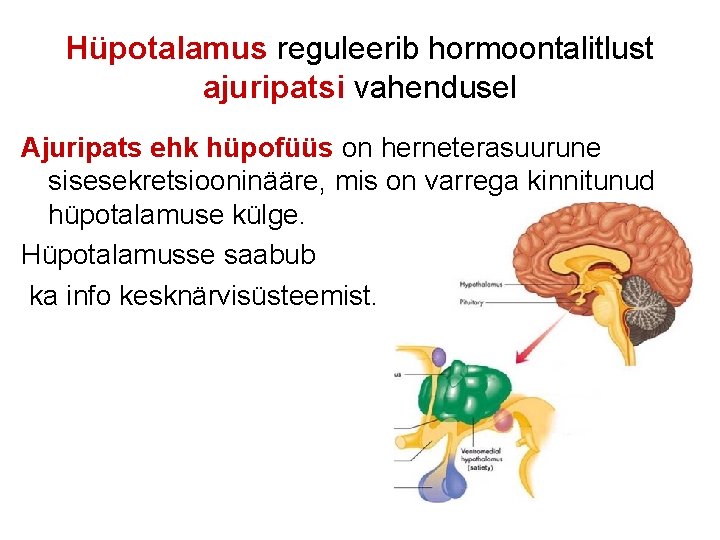 Hüpotalamus reguleerib hormoontalitlust ajuripatsi vahendusel Ajuripats ehk hüpofüüs on herneterasuurune sisesekretsiooninääre, mis on varrega