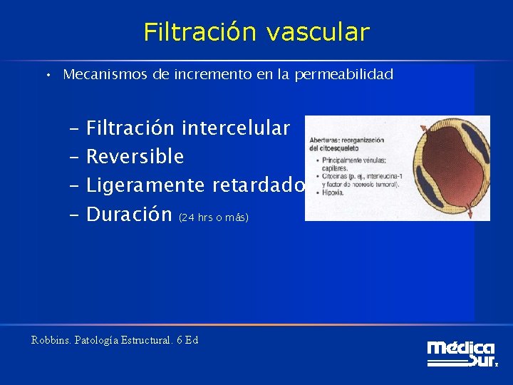 Filtración vascular • Mecanismos de incremento en la permeabilidad – Filtración intercelular – Reversible