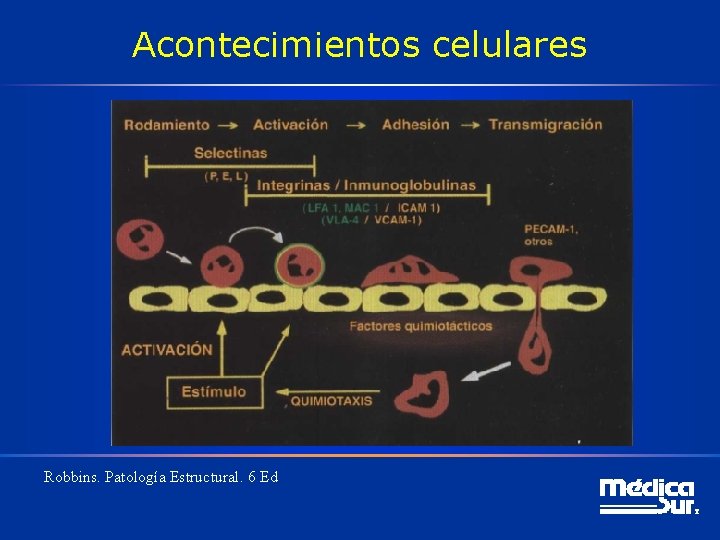 Acontecimientos celulares Robbins. Patología Estructural. 6 Ed 