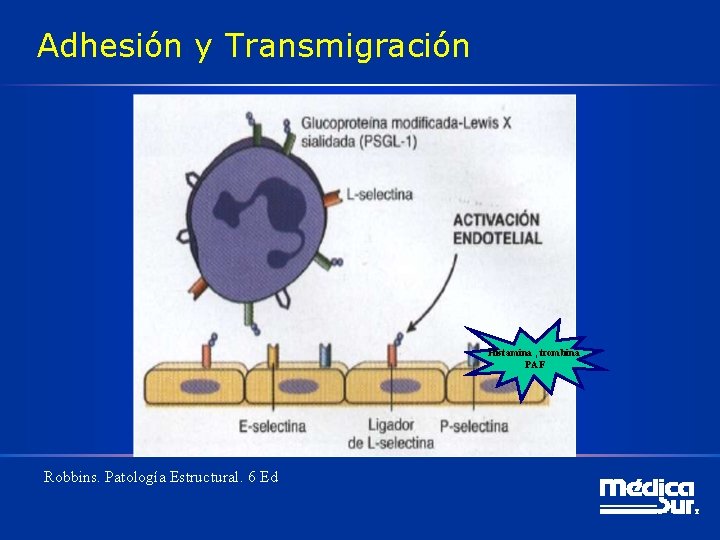 Adhesión y Transmigración Histamina , trombina PAF Robbins. Patología Estructural. 6 Ed 