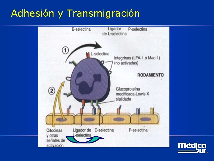 Adhesión y Transmigración 