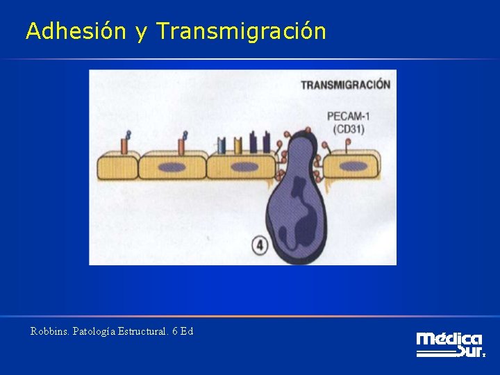 Adhesión y Transmigración Robbins. Patología Estructural. 6 Ed 