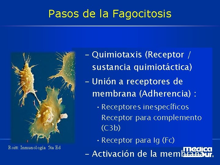 Pasos de la Fagocitosis – Quimiotaxis (Receptor / sustancia quimiotáctica) – Unión a receptores