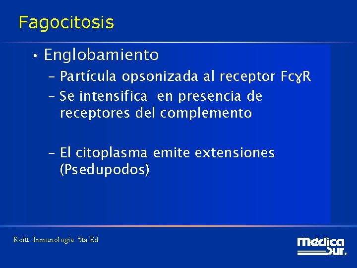 Fagocitosis • Englobamiento – Partícula opsonizada al receptor FcɣR – Se intensifica en presencia