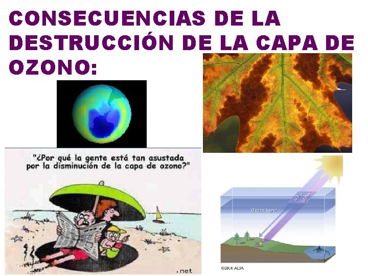 CONSECUENCIAS DE LA DESTRUCCIÓN DE LA CAPA DE OZONO: 