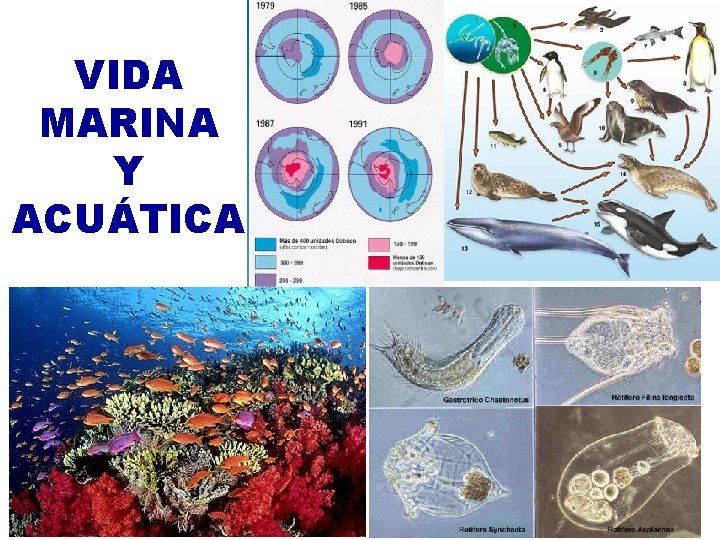 VIDA MARINA Y ACUÁTICA 