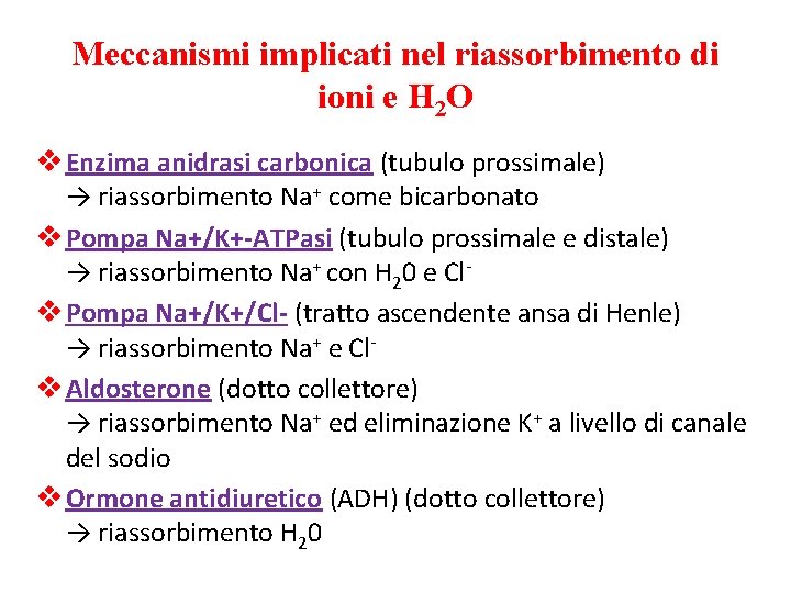 Meccanismi implicati nel riassorbimento di ioni e H 2 O v Enzima anidrasi carbonica