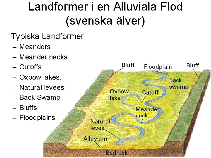Landformer i en Alluviala Flod (svenska älver) Typiska Landformer – – – – Meanders