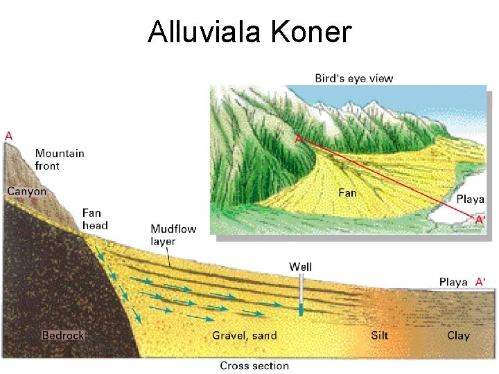 Alluviala Koner 