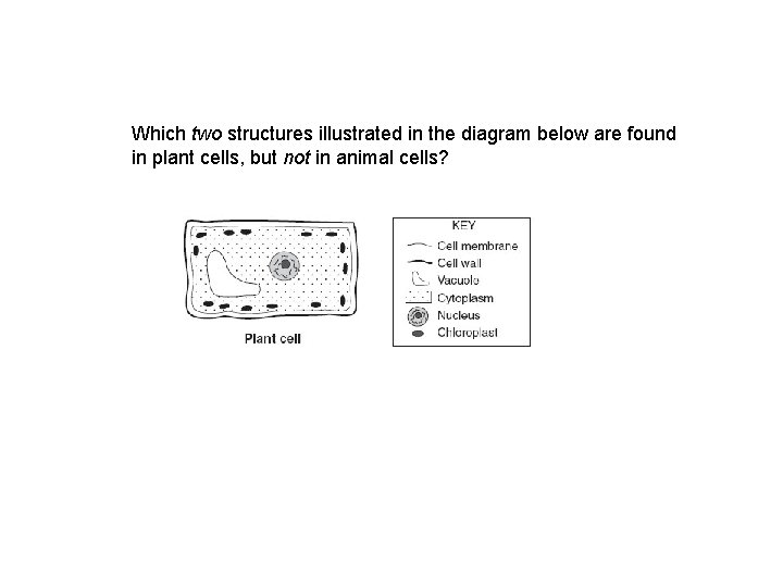 Which two structures illustrated in the diagram below are found in plant cells, but