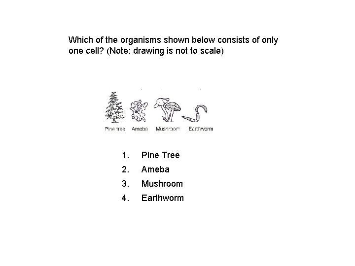 Which of the organisms shown below consists of only one cell? (Note: drawing is