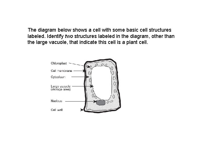 The diagram below shows a cell with some basic cell structures labeled. Identify two