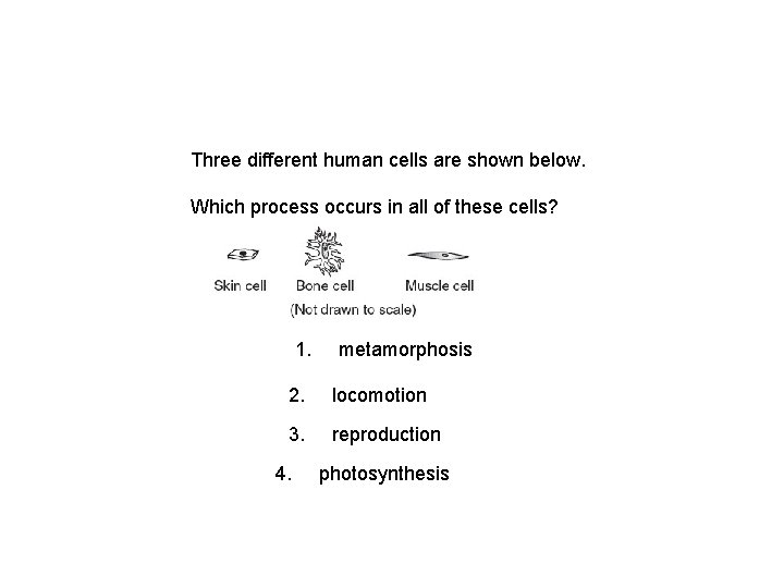 Three different human cells are shown below. Which process occurs in all of these