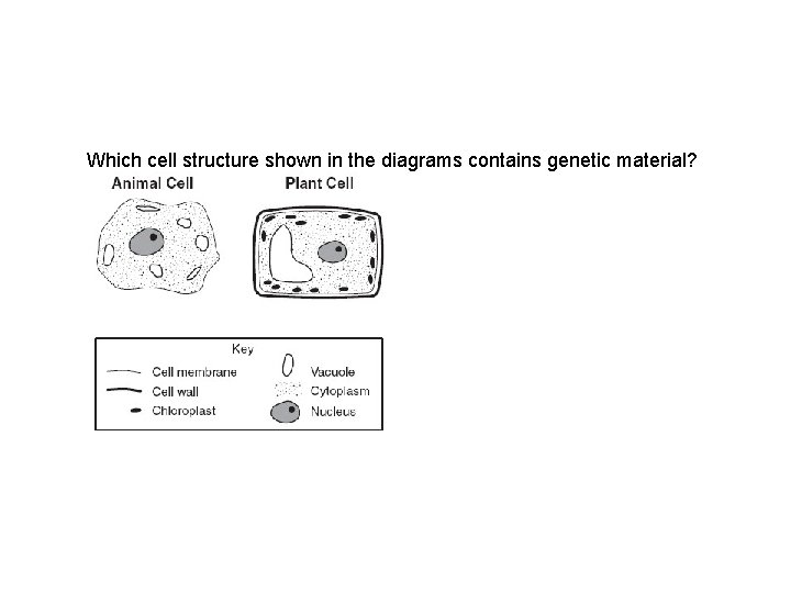 Which cell structure shown in the diagrams contains genetic material? 