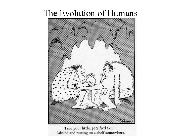 The Evolution of Humans 