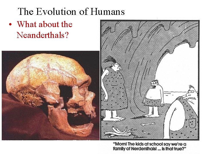 The Evolution of Humans • What about the Neanderthals? 