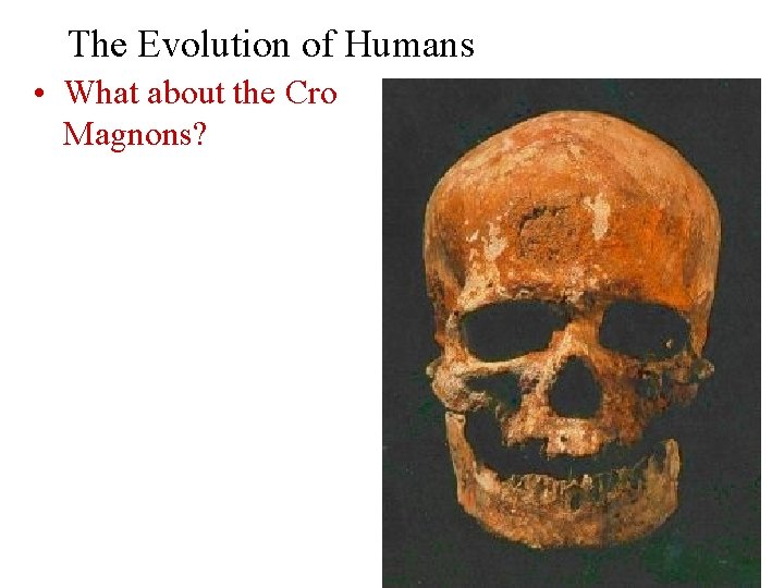 The Evolution of Humans • What about the Cro Magnons? 