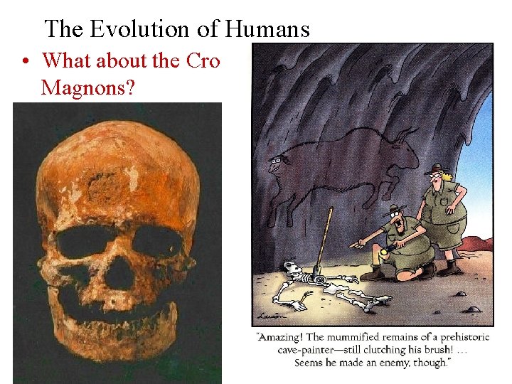 The Evolution of Humans • What about the Cro Magnons? 