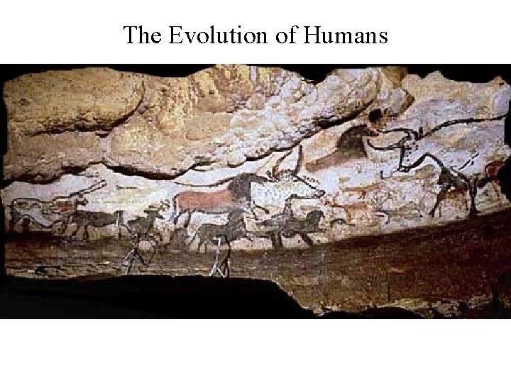 The Evolution of Humans 