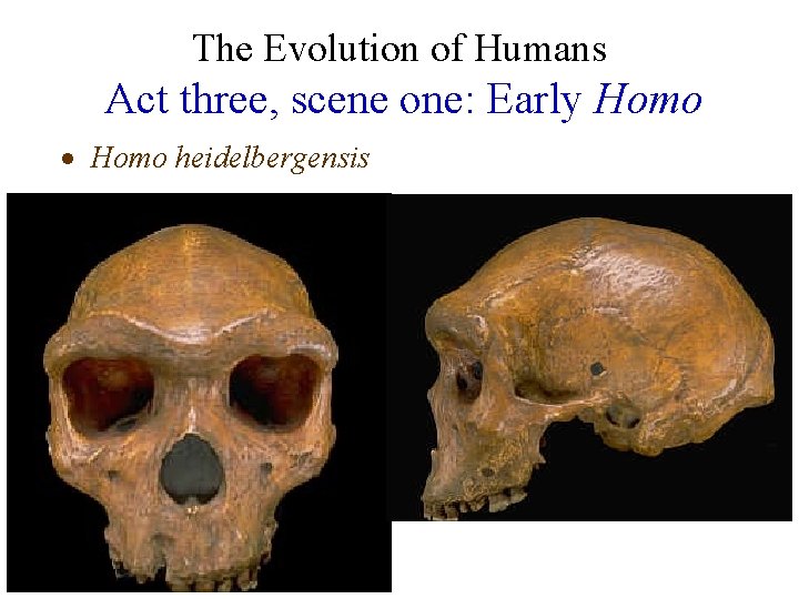 The Evolution of Humans Act three, scene one: Early Homo · Homo heidelbergensis 