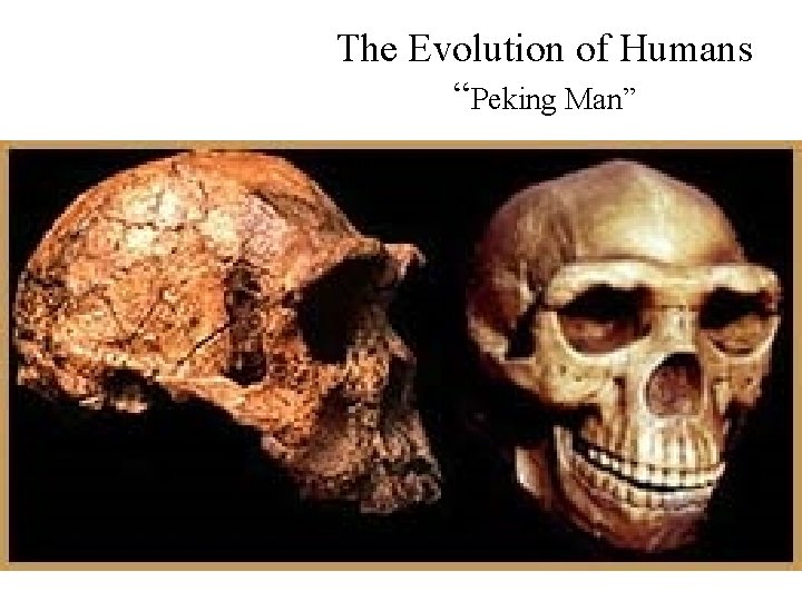 The Evolution of Humans “Peking Man” 