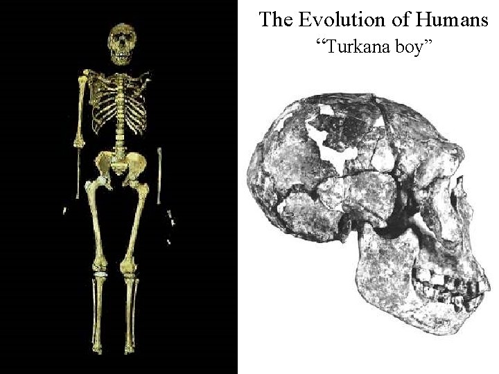 The Evolution of Humans “Turkana boy” 