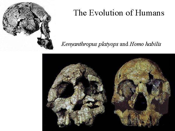 The Evolution of Humans Kenyanthropus platyops and Homo habilis 