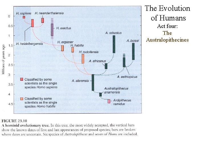 The Evolution of Humans Act four: The Australopithecines 