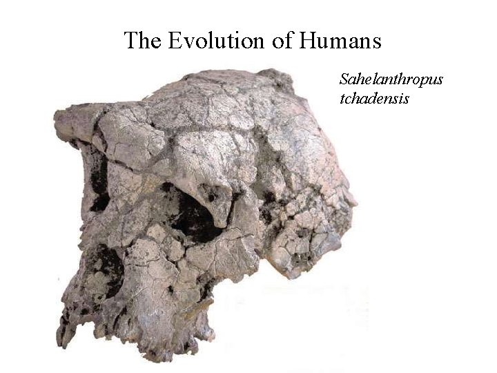 The Evolution of Humans Sahelanthropus tchadensis 