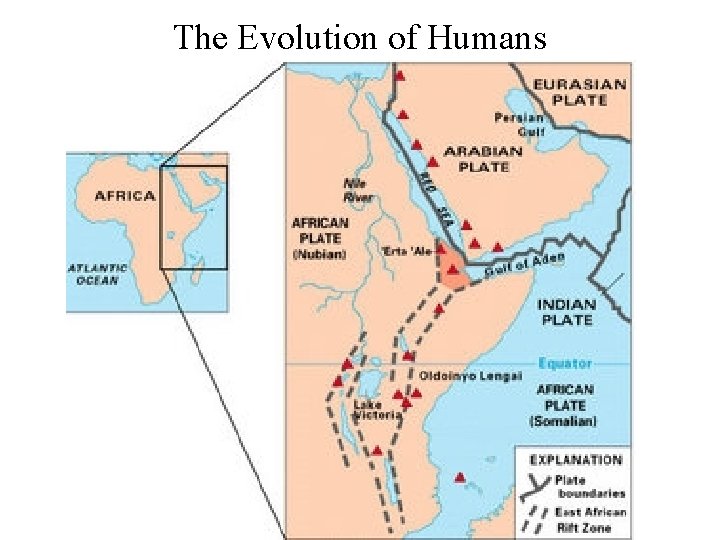 The Evolution of Humans 