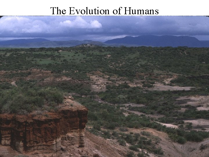 The Evolution of Humans 