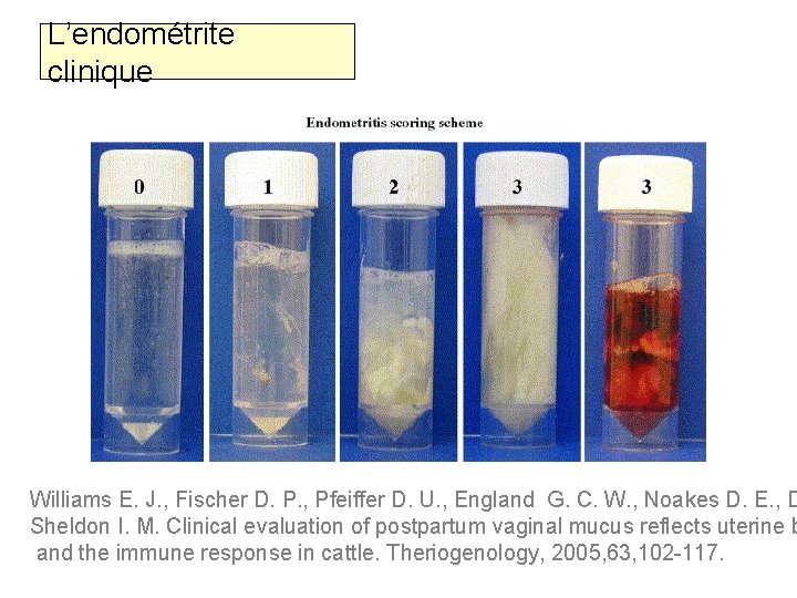 L’endométrite clinique Williams E. J. , Fischer D. P. , Pfeiffer D. U. ,