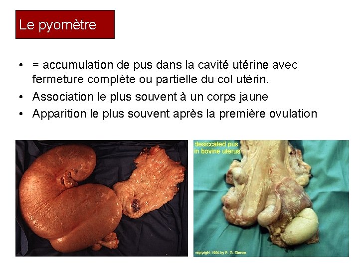 Le pyomètre • = accumulation de pus dans la cavité utérine avec fermeture complète