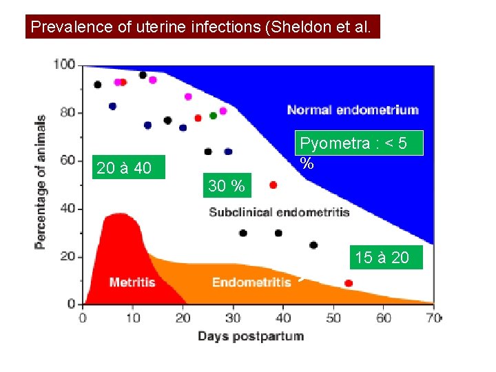Prevalence of uterine infections (Sheldon et al. 2009) 20 à 40 % Pyometra :