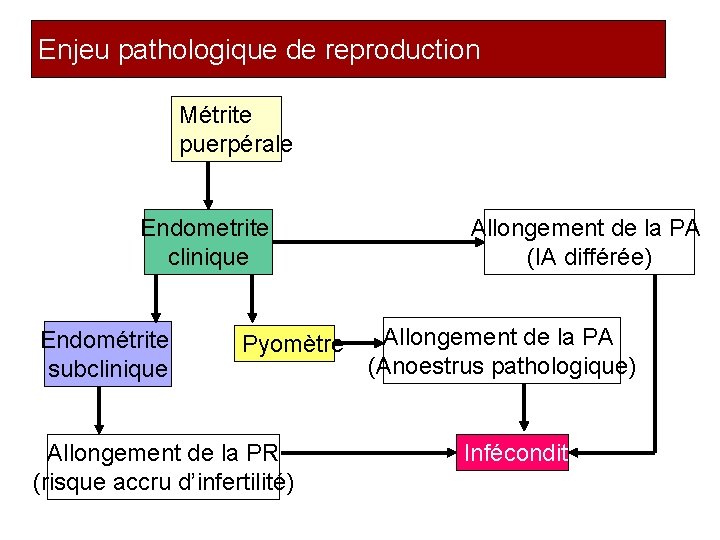 Enjeu pathologique de reproduction Métrite puerpérale Endometrite clinique Endométrite subclinique Pyomètre Allongement de la