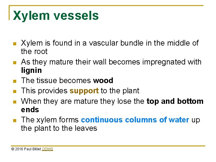 Xylem vessels n n n Xylem is found in a vascular bundle in the